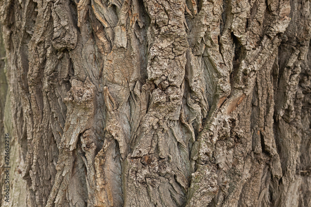 Bark of a big tree in the forest.  Wood is a natural hardwood floor. suitable for background. Relief texture of oak bark. Panoramic photo of oak texture. Bark of a big tree in the forest.