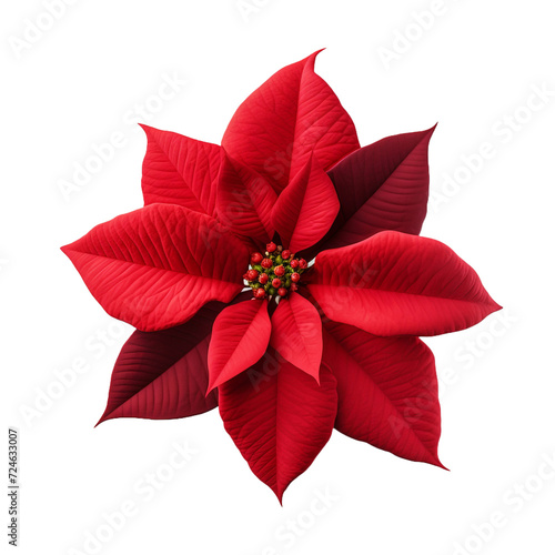 Poinsettia isolated on transparent background