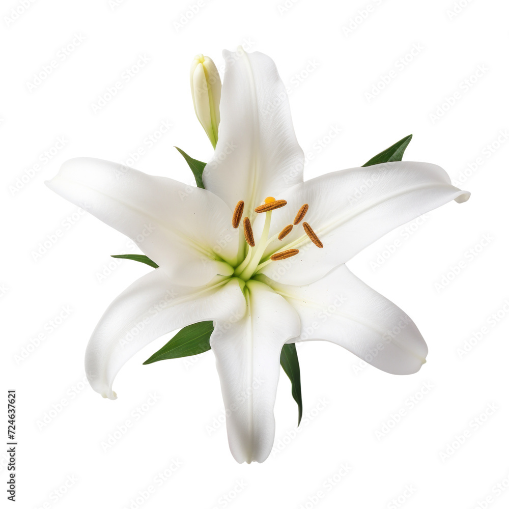 Beautiful White lily flower isolated on transparent background Beautiful White lily flower isolated on transparent background