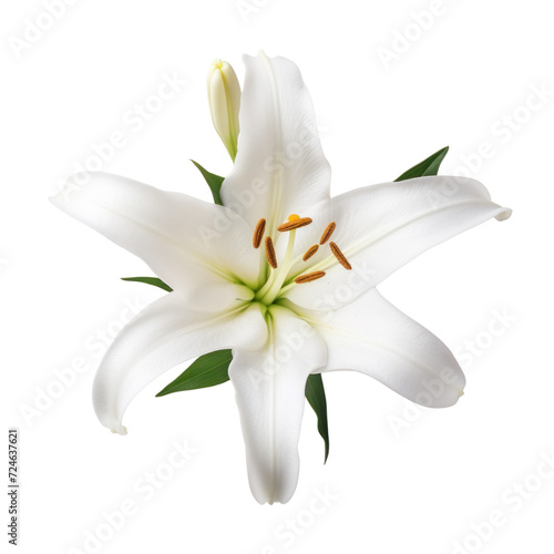 Beautiful White lily flower isolated on transparent background