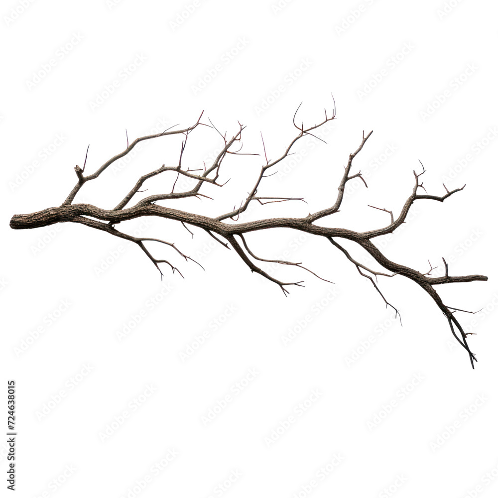 Dead branch on a transparent background isolated Dead branch on a transparent background isolated