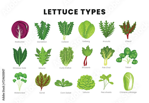 Set of Different types of lettuce, Set of cabbage in different types isolated on white background, Salad leaves, Lettuce Types Vector Set Of Salad Bowl, vegetables in cartoon style.