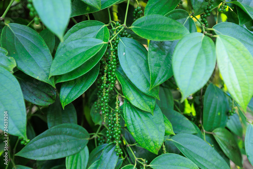 Fototapeta Naklejka Na Ścianę i Meble -  Black pepper fruits grow on tree in garden