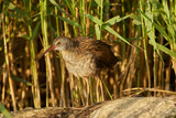 Water rail in the reeds