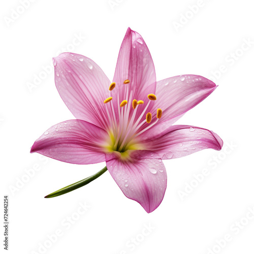 Rain Lily flower isolated on transparent background
