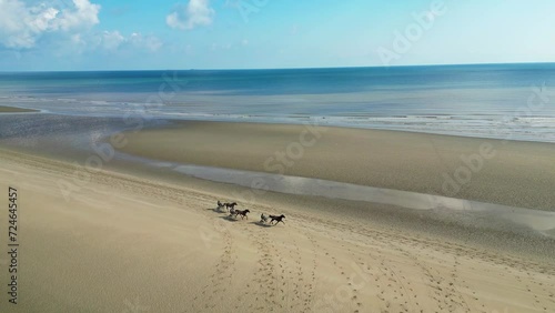 Horses on the beach photo