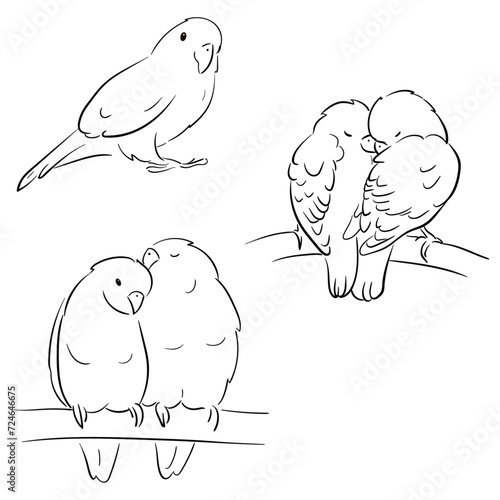 Flat illustration of a pet parrot, illustration with stroke and fill. The parrot is talking. A couple of parrots in love.