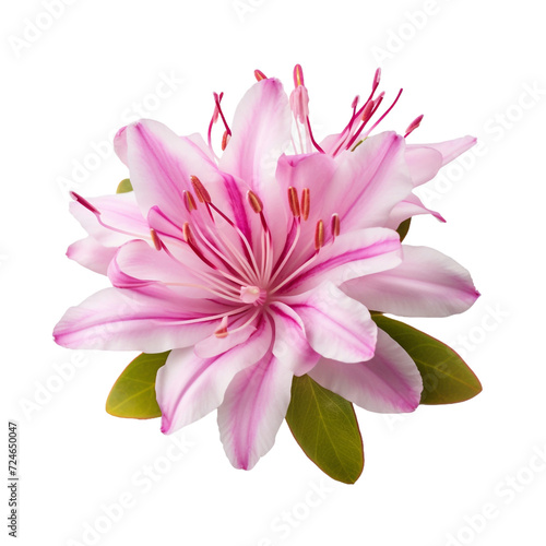 Rhododendron flower isolated on transparent background