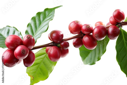 Coffee beans both ripe and unripe isolated on white background separate from the coffee tree branch