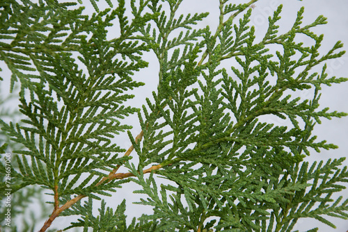 A green branch of thuja on a light background. 