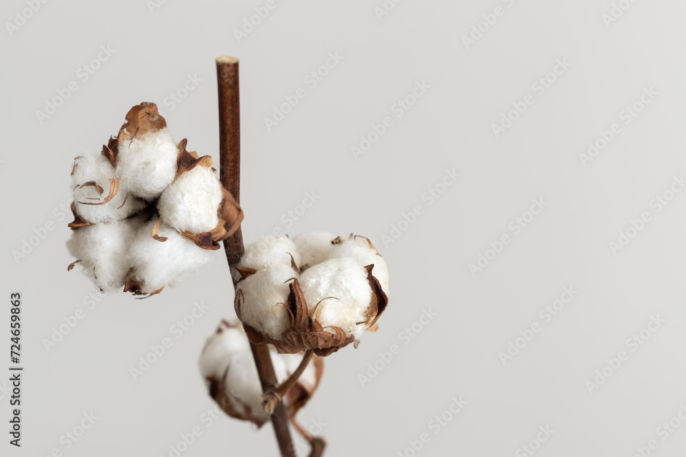 Close up of beautiful branch with cotton bolls. Floral abstract background with copy space for your text. Close up of beautiful branch with cotton bolls. Floral abstract background with copy space for your text.