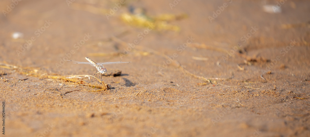 A dragonfly sits on the sand by the river. Beautiful nature scene with dragonfly outdoors, wildlife. A dragonfly sits on the sand by the river. Beautiful nature scene with dragonfly outdoors, wildlife.