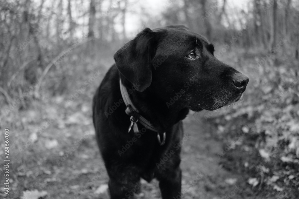 Front view of a black labrador retriever dog head in the middle of a wood in black and white.