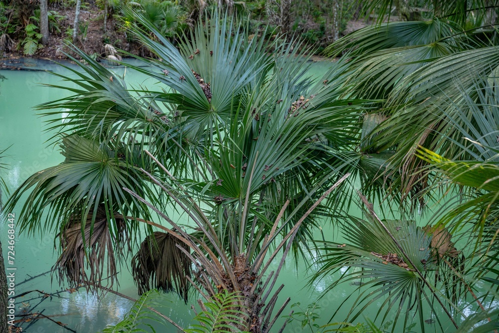 Fototapeta premium green springs, fl