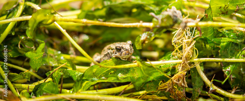 The frog sits on algae in the pond. Beautiful wildlife landscape with place for text. The concept of protecting wildlife and ecology.