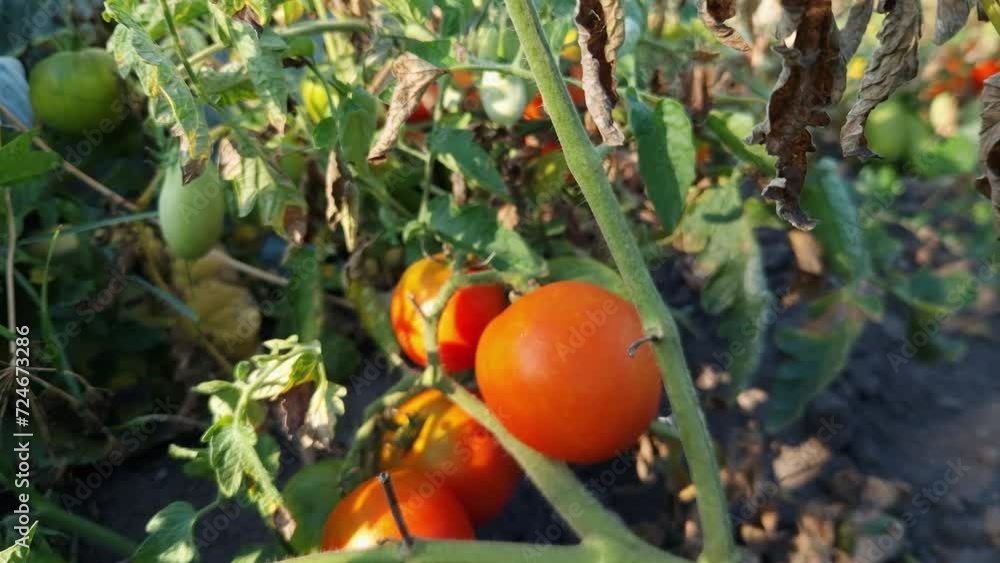 Tomato stems with ripe and unripe tomatoes on a field Tomato stems with ripe and unripe tomatoes on a field
