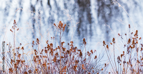Dry rusty grass on abstract blurred background.