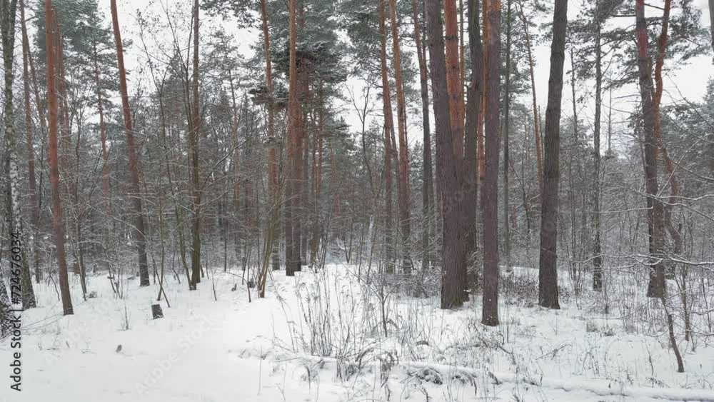 Winter pine and deciduous forest with fallen tree on foreground Winter pine and deciduous forest with fallen tree on foreground