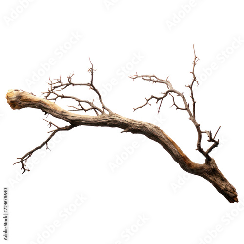 Dead branch on a transparent background isolated