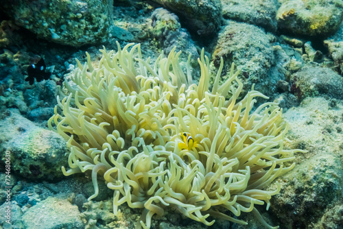 little dear baby red sea anemonefish in their anemone at the sea bed © thomaseder