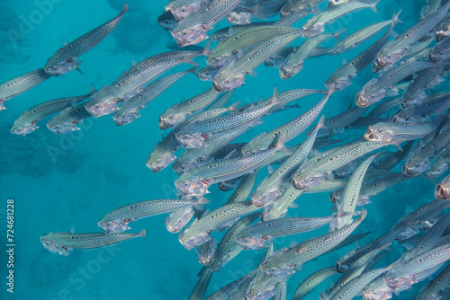 lot of bigmouth mackerels swimming past below during snorkeling