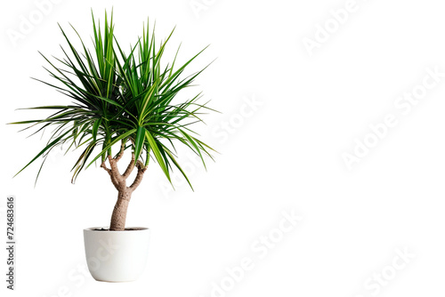 Dracaena Marginata Plant in a Pot on Transparent Background photo
