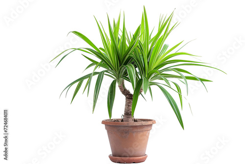 Dracaena Marginata Plant in a Pot on Transparent Background