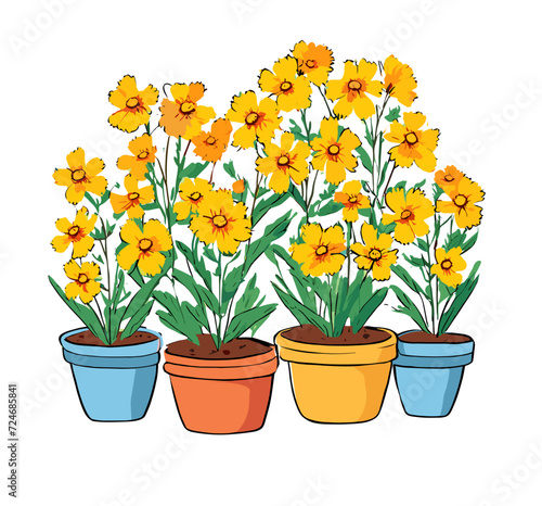 yellow flowers in pots