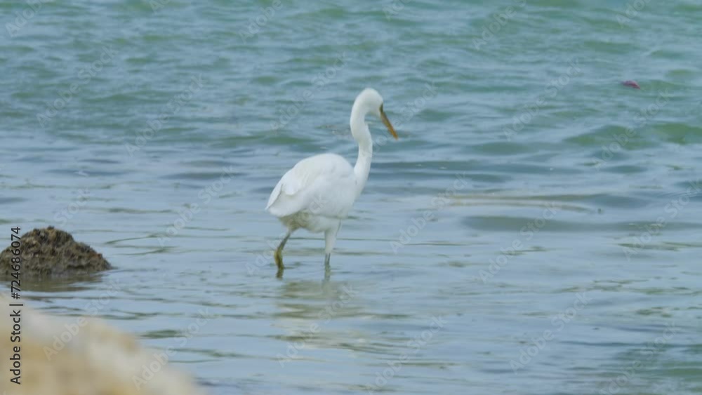 White bird wading and feeding in Sitra beach park White bird wading and feeding in Sitra beach park