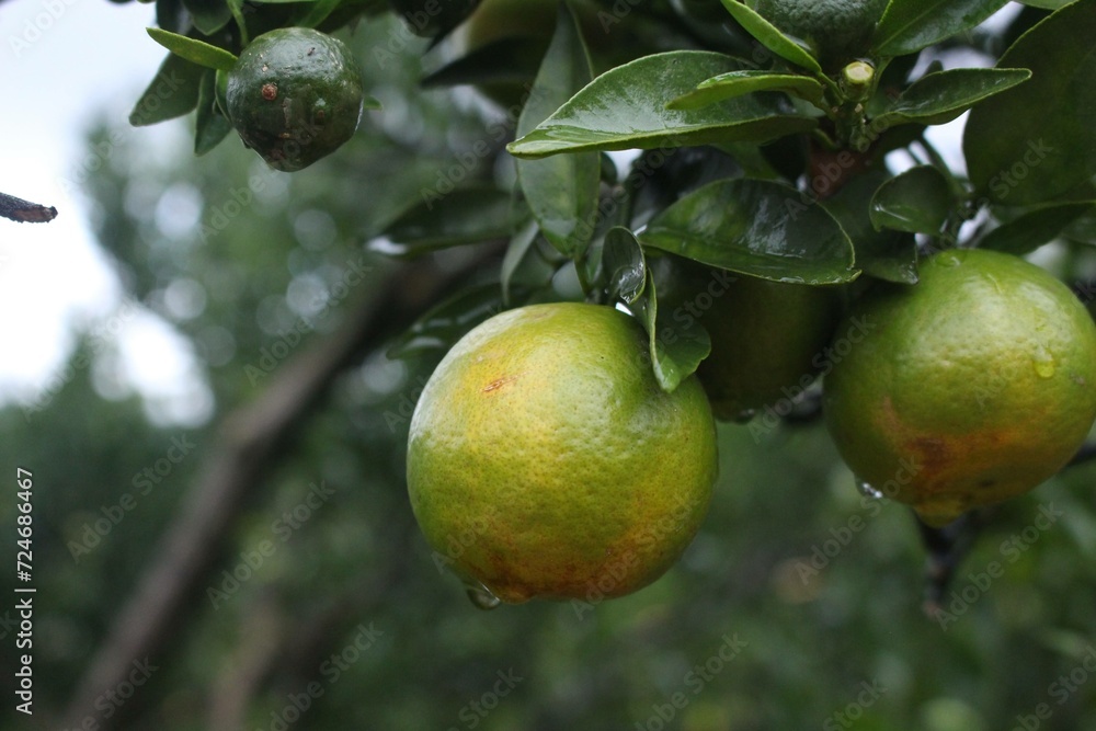 Close-up of tangerines on a branch amidst a rainstorm