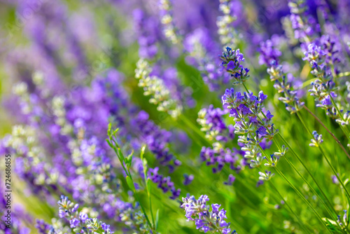 Spring lavender flowers under sunlight. Lilac flowers close up. Beautiful landscape of nature with a panoramic view. Hi spring. long banner