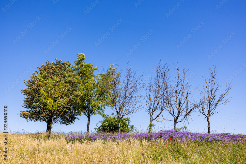 Fototapeta premium Landschaft blühende Wiese mit Bäumen