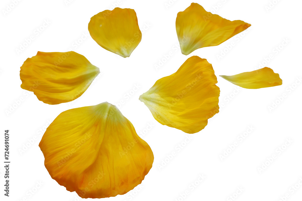 Yellow gradation color petals. Set of beautiful flower petals. Design elements. petals png.
Yellow gradation color petals. Set of beautiful flower petals. Design elements. petals png.