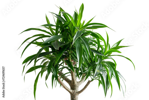Dracaena Mass Cane Plant in a Pot on Transparent Background