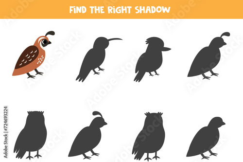 Find shadow of cute quail. Educational logical game for kids.