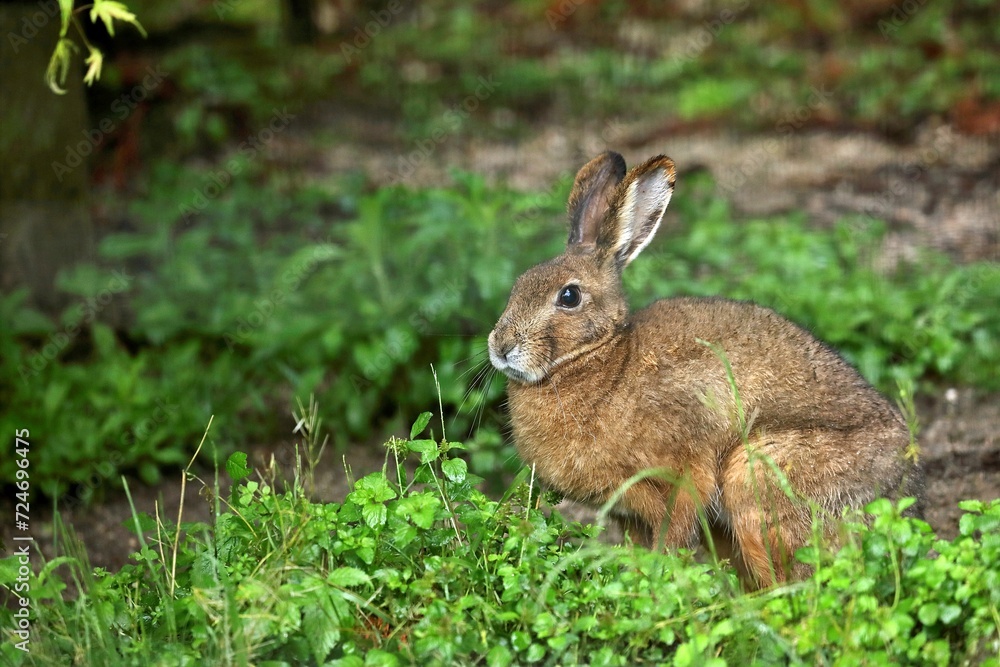 Fototapeta premium ニホンノウサギのポートレート