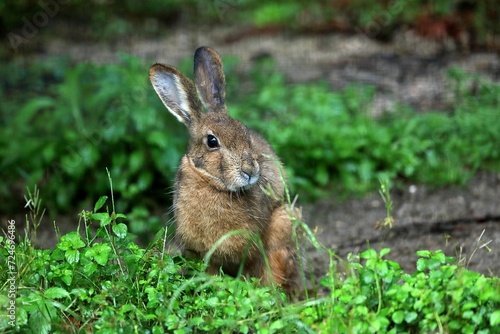 草むらに座るニホンノウサギ