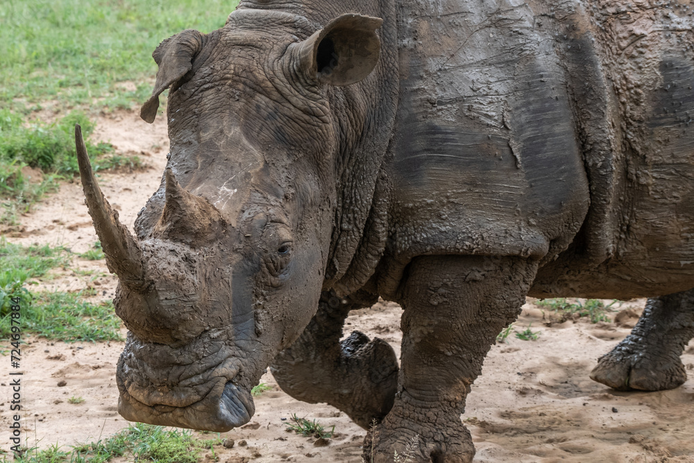Fototapeta premium White rhino taking a mud bath