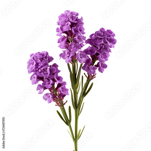 Statice flower isolated on transparent background