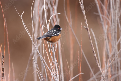 Spotted towhee, Bosque del Apache National Wildlife Refuge, New Mexico,USA photo