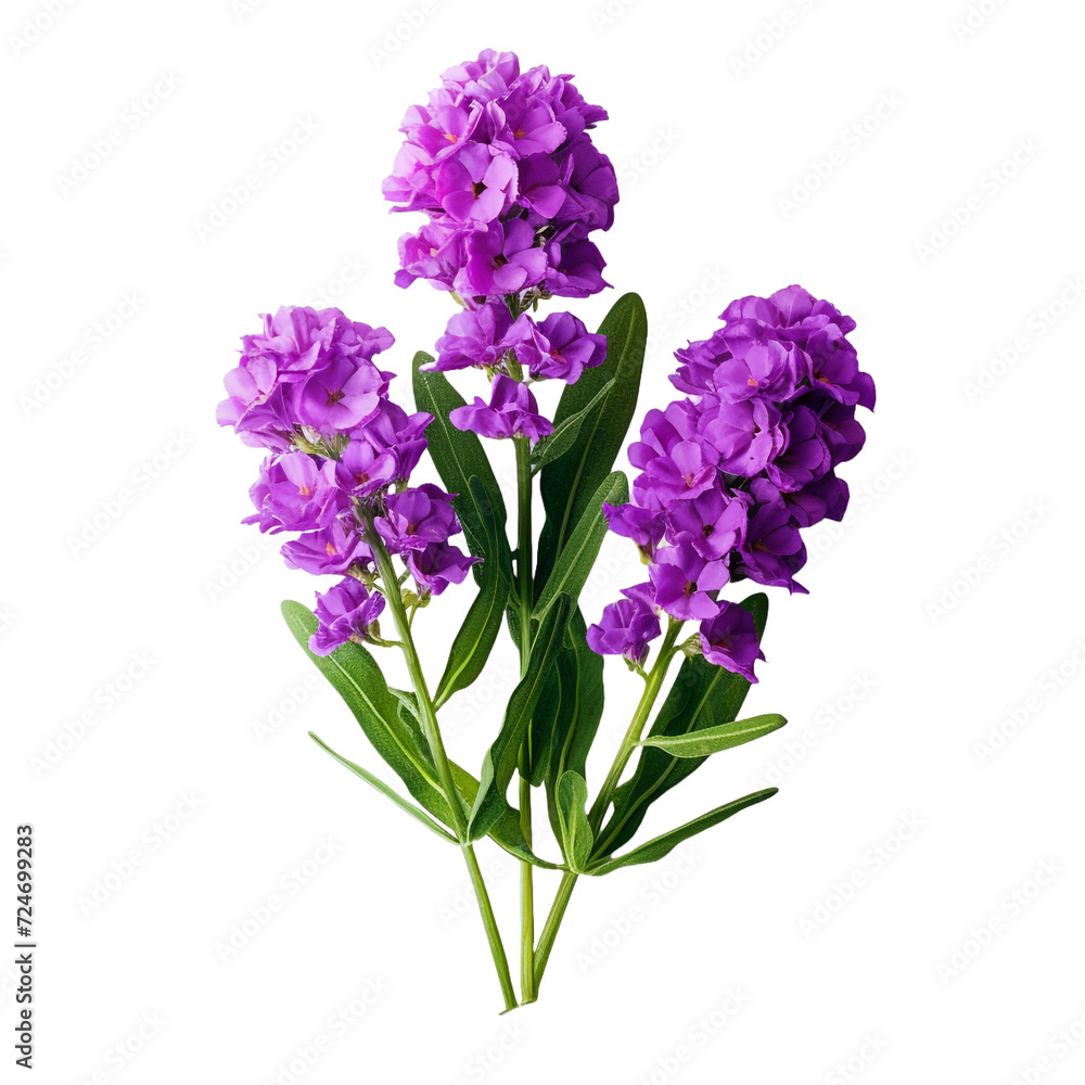 Statice flower isolated on transparent background Statice flower isolated on transparent background