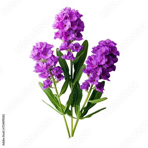Statice flower isolated on transparent background