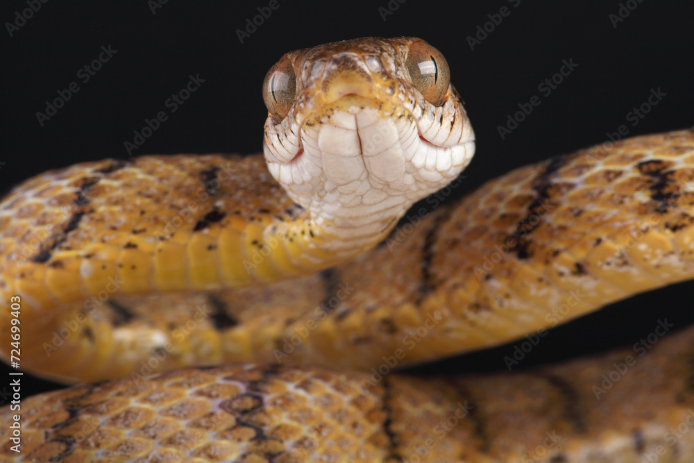 Portrait of a Brown Tree Snake against a black background
Portrait of a Brown Tree Snake against a black background