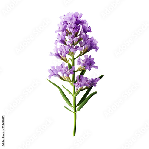 Statice flower isolated on transparent background