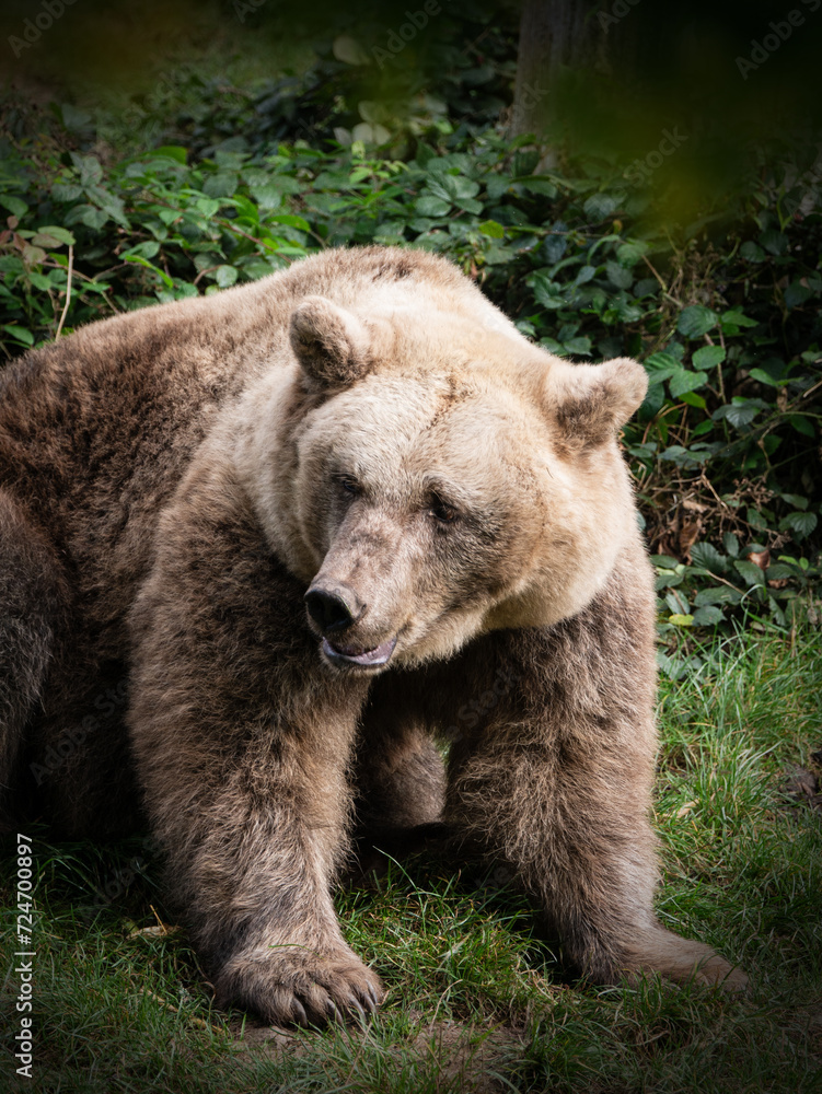 Braunbär Braunbär