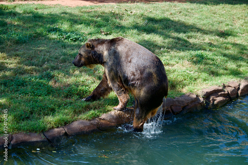 Wet brown bear walking out of a pool of water