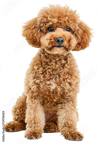 Poodle Toy dog Full body