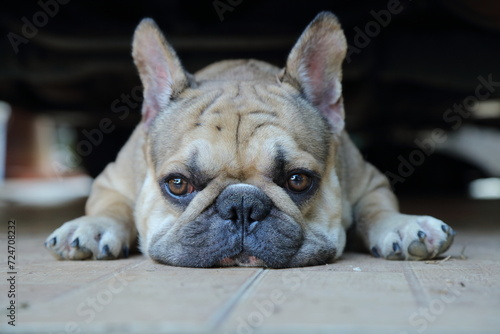 Fototapeta Naklejka Na Ścianę i Meble -  A cute of french bulldog 