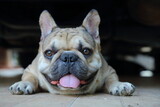 A cute of french bulldog 