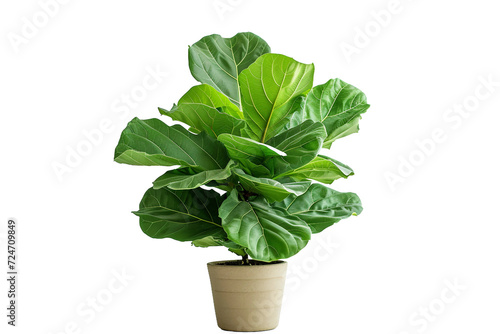 Ficus Lyrata Plant in a Pot on Transparent Background photo